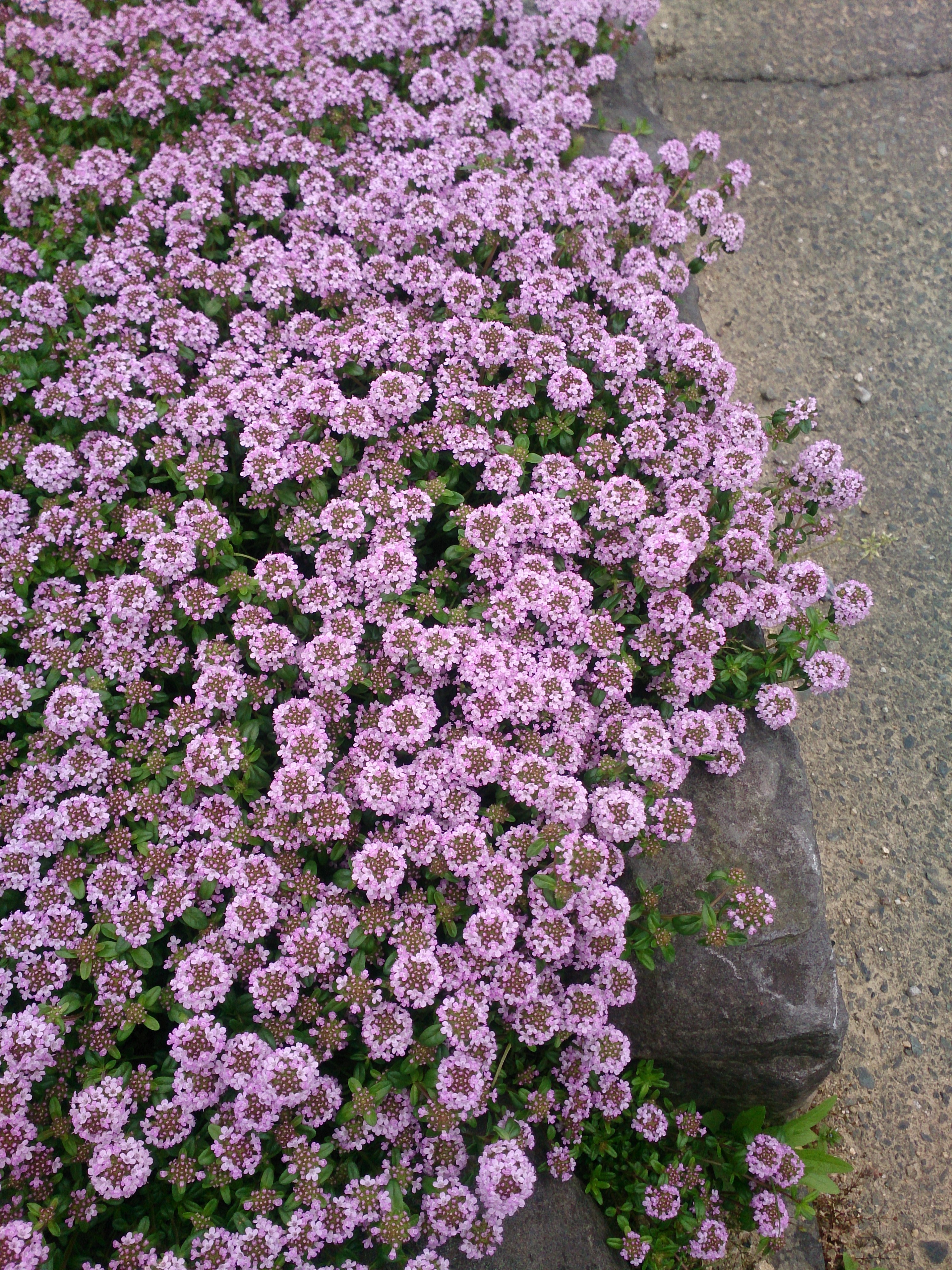 タイムの花が満開です 西村風晃園ホームページ