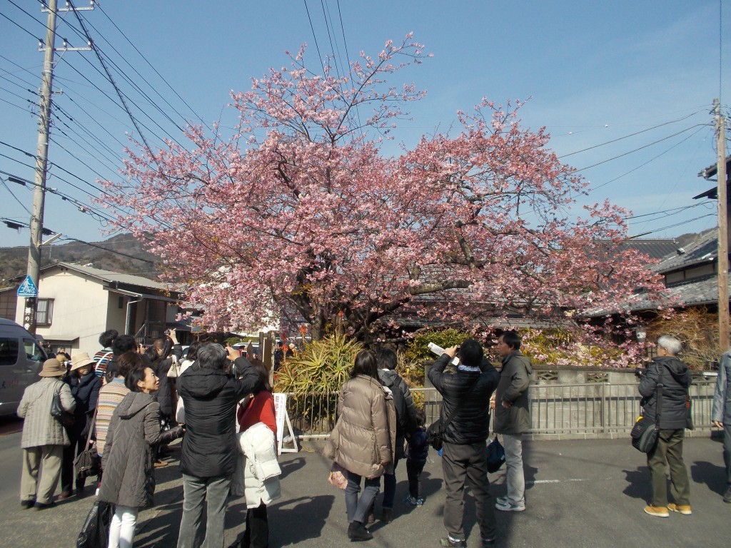 多くの見学者が訪れる川津桜の原木